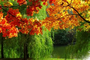 autumn, River, Trees, Foliage, Leaves