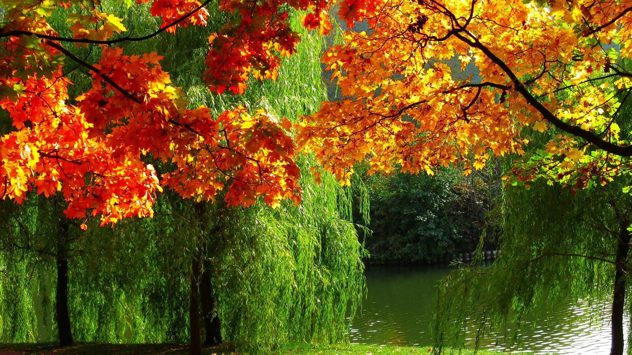 autumn, River, Trees, Foliage, Leaves Wallpaper