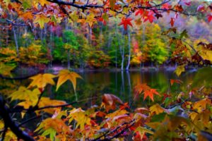 fall, Autumn, Leaves, Lake, Foliage