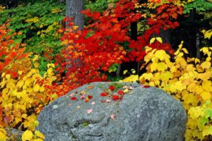 autumn, Fall, Foliage, Leaves, Rock, Adirondack, Mountains