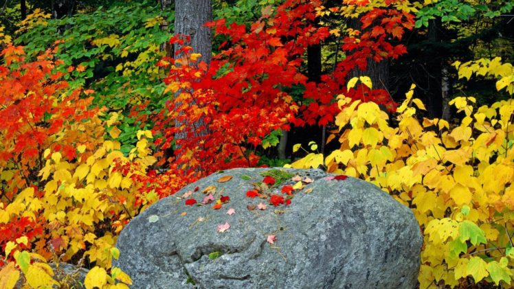 autumn, Fall, Foliage, Leaves, Rock, Adirondack, Mountains HD Wallpaper Desktop Background
