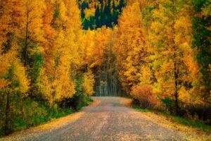 path, Autumn, Trees, Fall, Leaves, Foliage