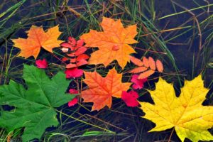 autumn, Fall, Leaves, Foliage