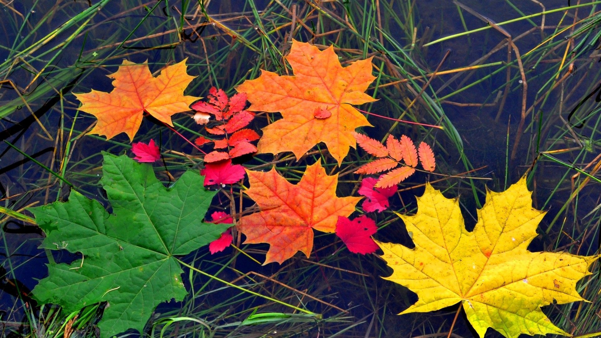 autumn, Fall, Leaves, Foliage Wallpaper