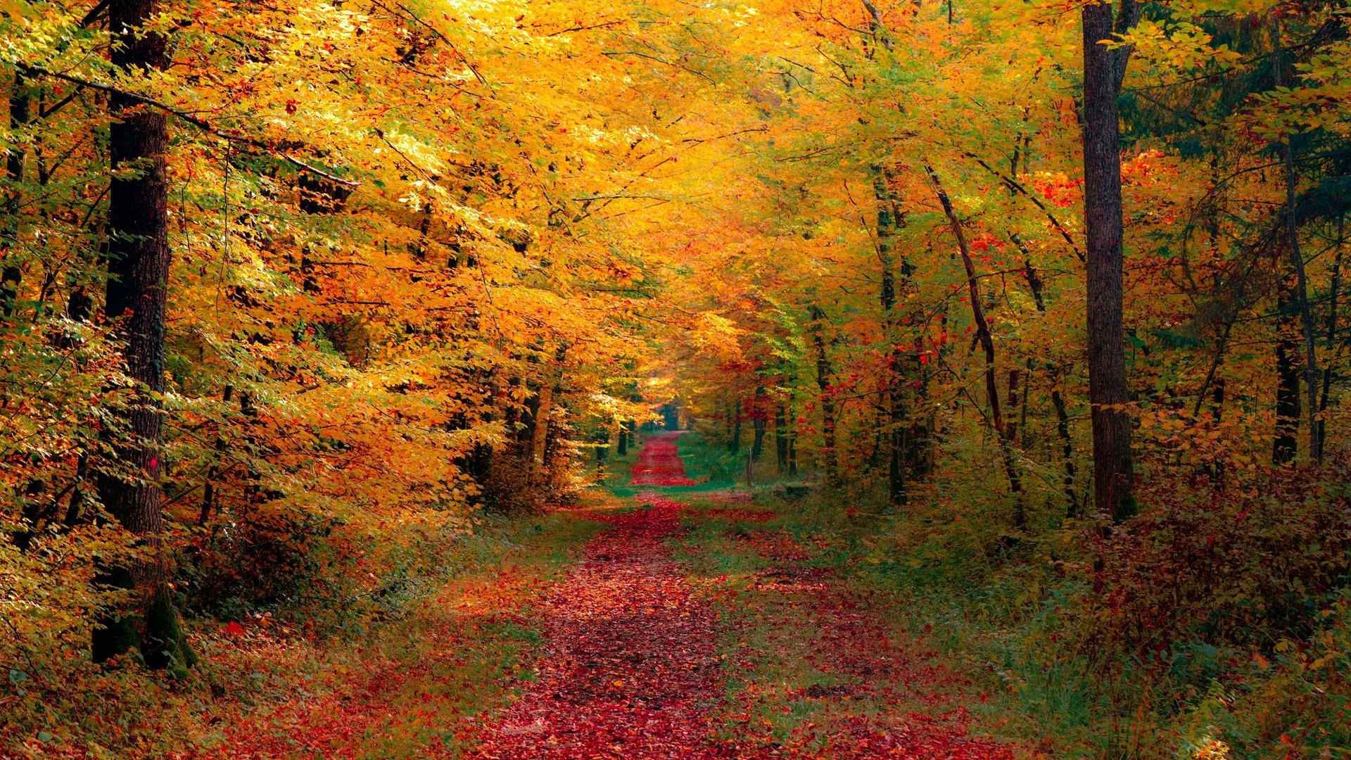 autumn, Fall, Path, Trees, Leaves, Foliage Wallpaper