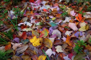 autumn, Foliage, Fall, Colorful