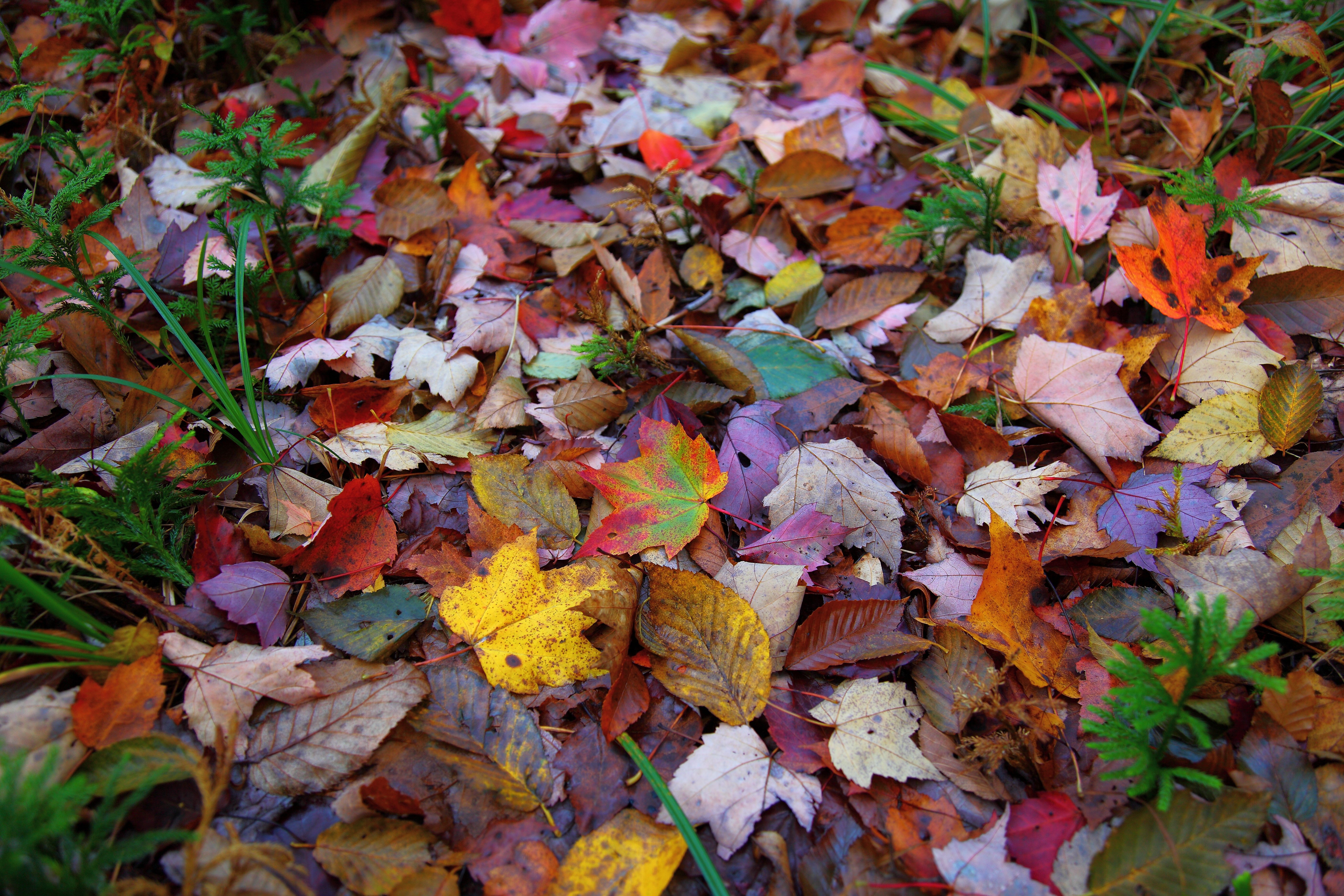 autumn, Foliage, Fall, Colorful Wallpaper
