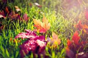 autumn, Morning, Dew, Grass, Foliage