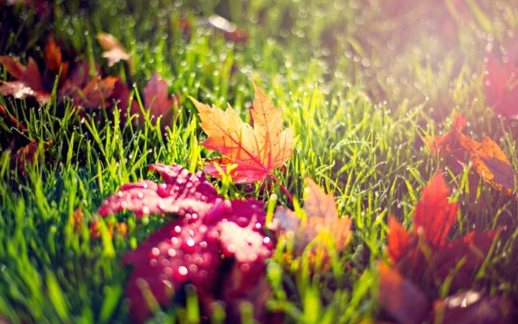 autumn, Morning, Dew, Grass, Foliage HD Wallpaper Desktop Background
