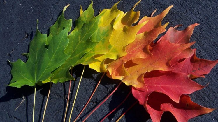 autumn, Foliage, Spectrum HD Wallpaper Desktop Background