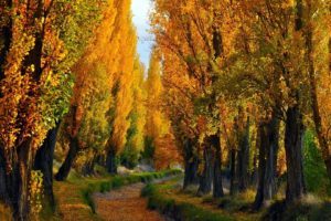 autumn, Trees, Path, Leaves, Foliage