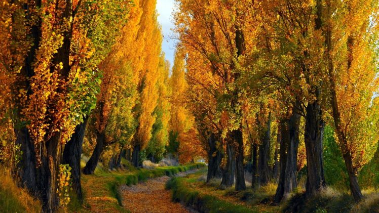 autumn, Trees, Path, Leaves, Foliage HD Wallpaper Desktop Background