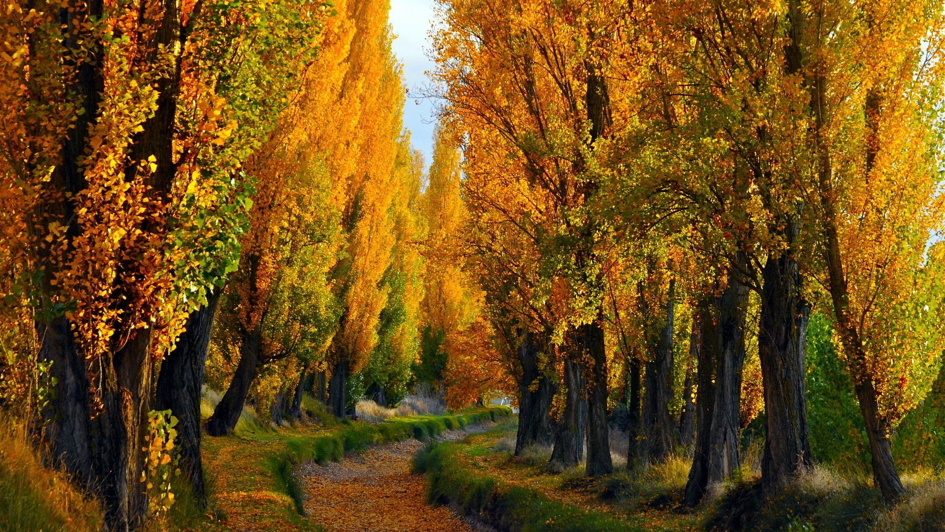autumn, Trees, Path, Leaves, Foliage Wallpaper