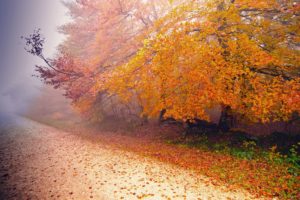 autumn, Path, Foliage, Trees, Leaves, Fog