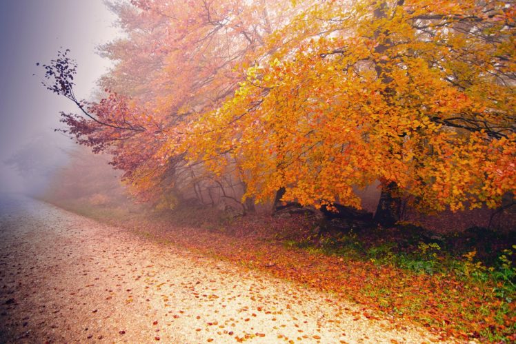 autumn, Path, Foliage, Trees, Leaves, Fog HD Wallpaper Desktop Background