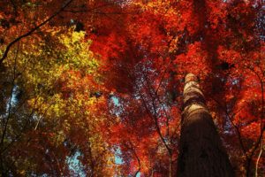 autumn, Fall, Foliage, Colorful