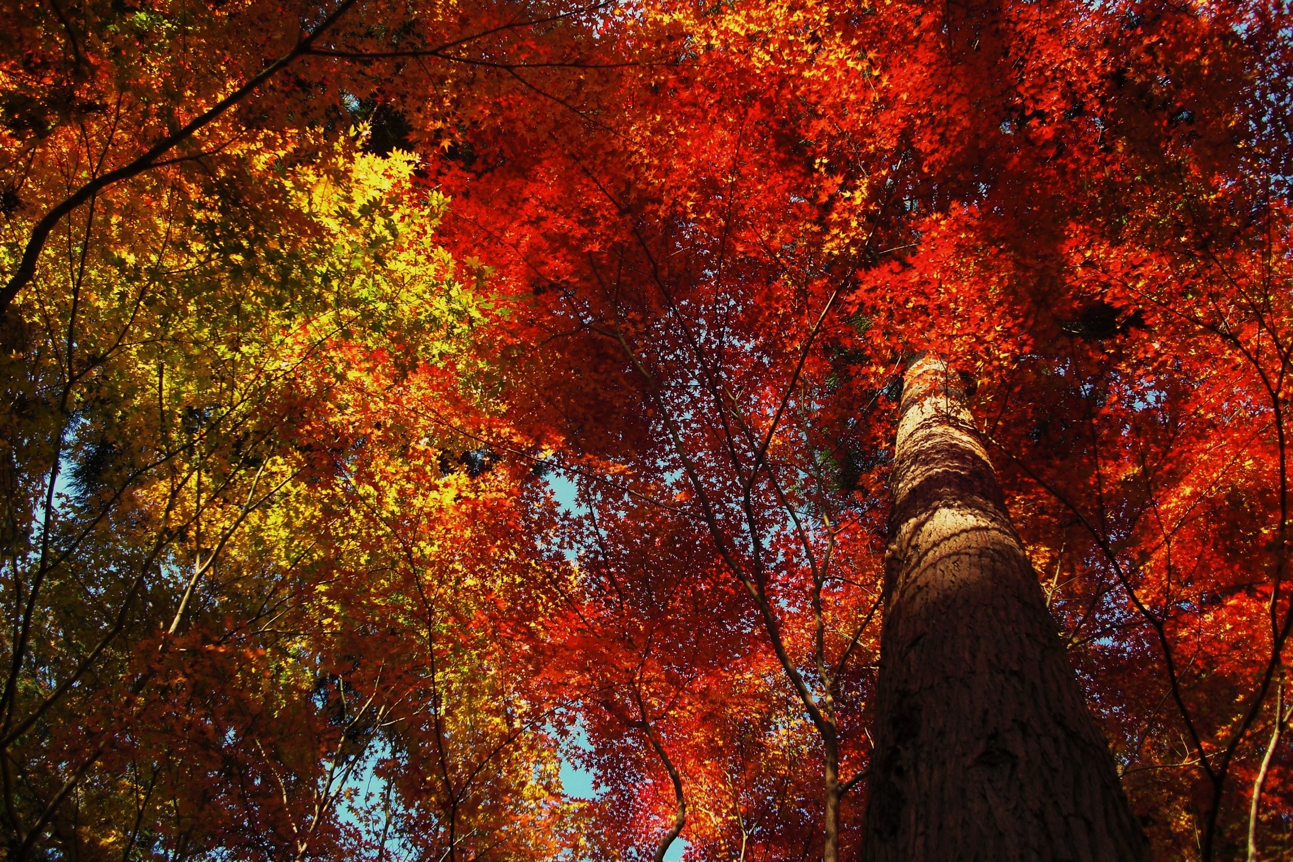 autumn, Fall, Foliage, Colorful Wallpaper