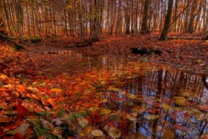 autumn, Pond, River, Leaves, Foliage, Flowers