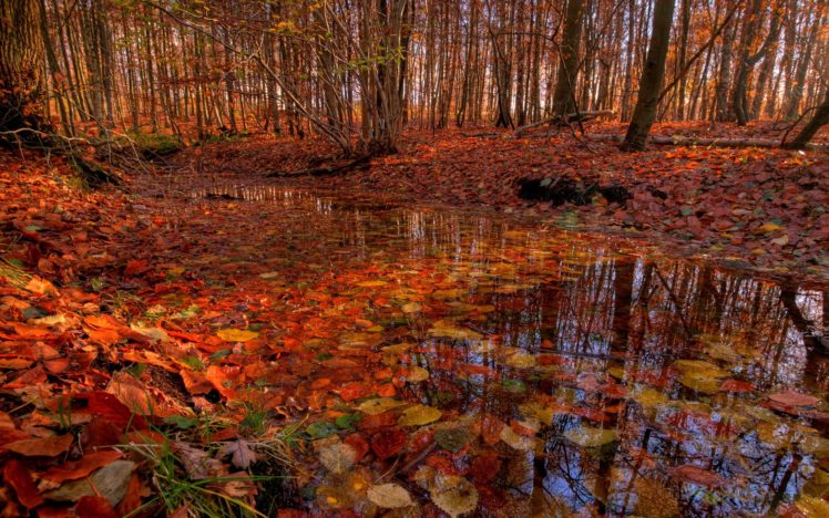 autumn, Pond, River, Leaves, Foliage, Flowers HD Wallpaper Desktop Background