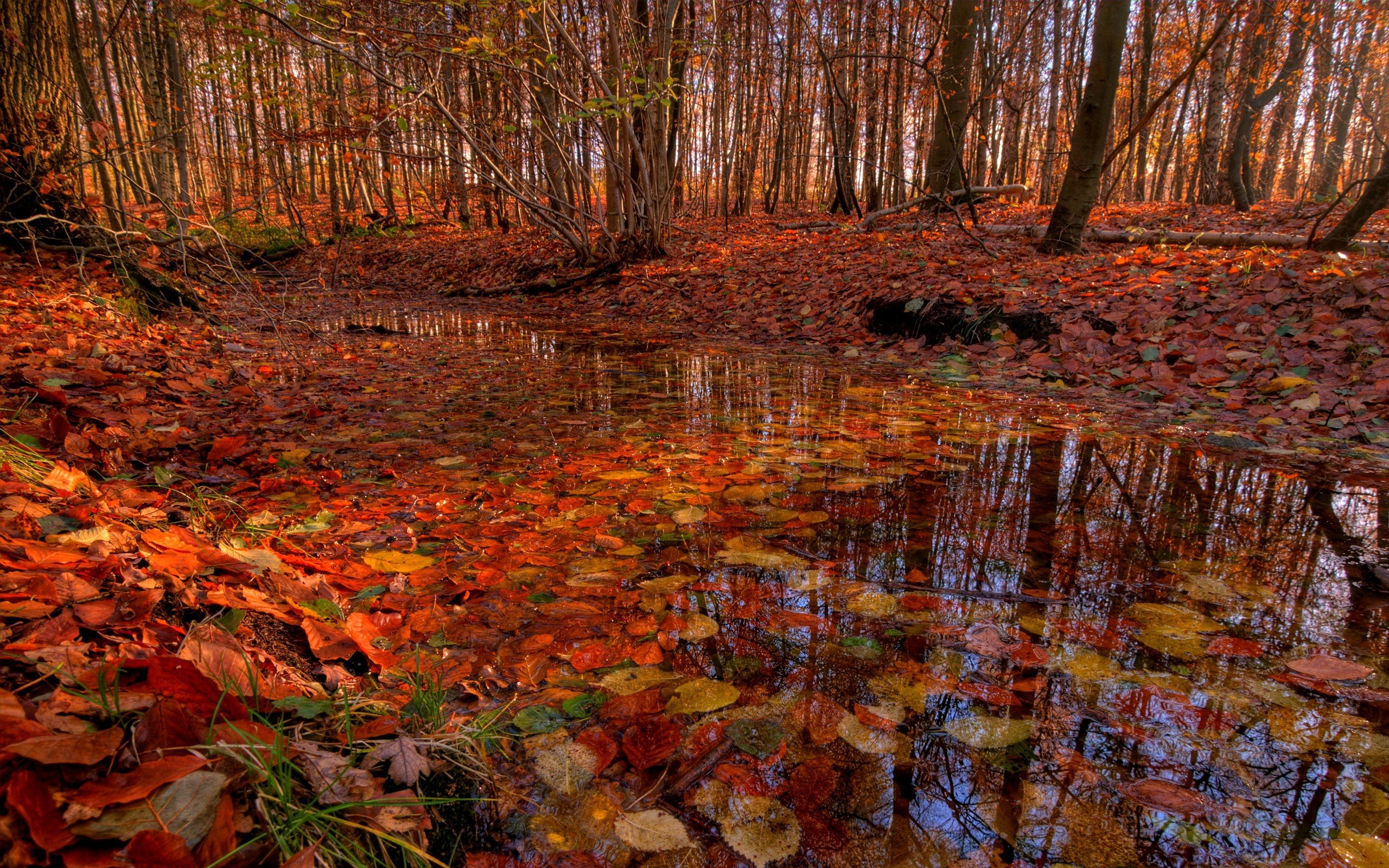 autumn, Pond, River, Leaves, Foliage, Flowers Wallpaper