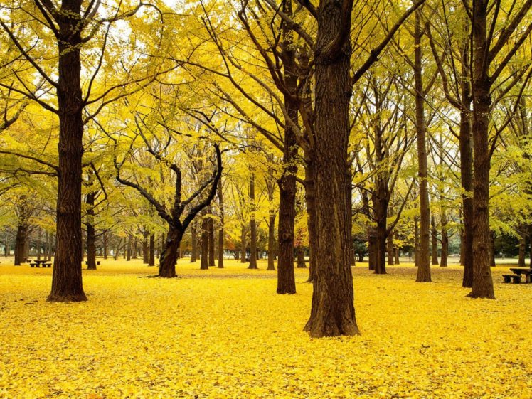 leaves, Foliage, Yellow, Tree, Trunks HD Wallpaper Desktop Background