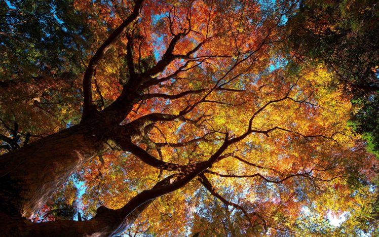 autumn, Leaves, Foliage HD Wallpaper Desktop Background