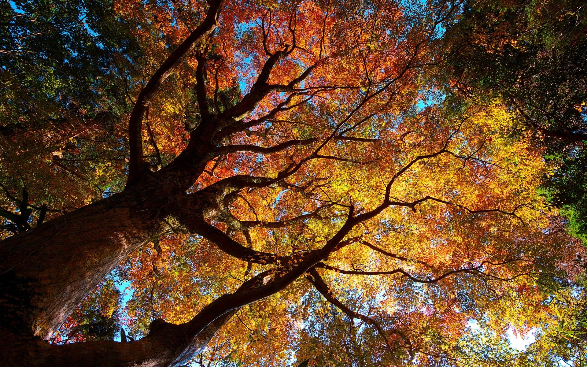 autumn, Leaves, Foliage Wallpaper
