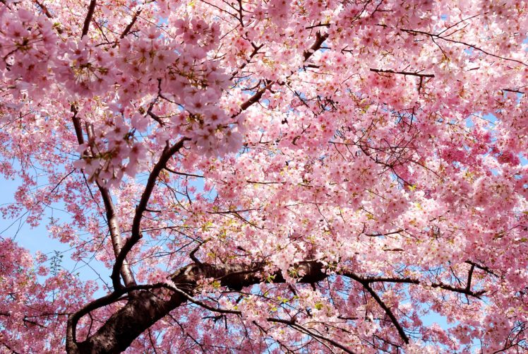 sakura, Branch, East, Spring, Sakura, Japan, Petals, Pink HD Wallpaper Desktop Background