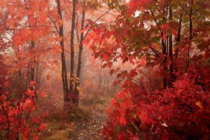 trees, Forest, Red, Foliage
