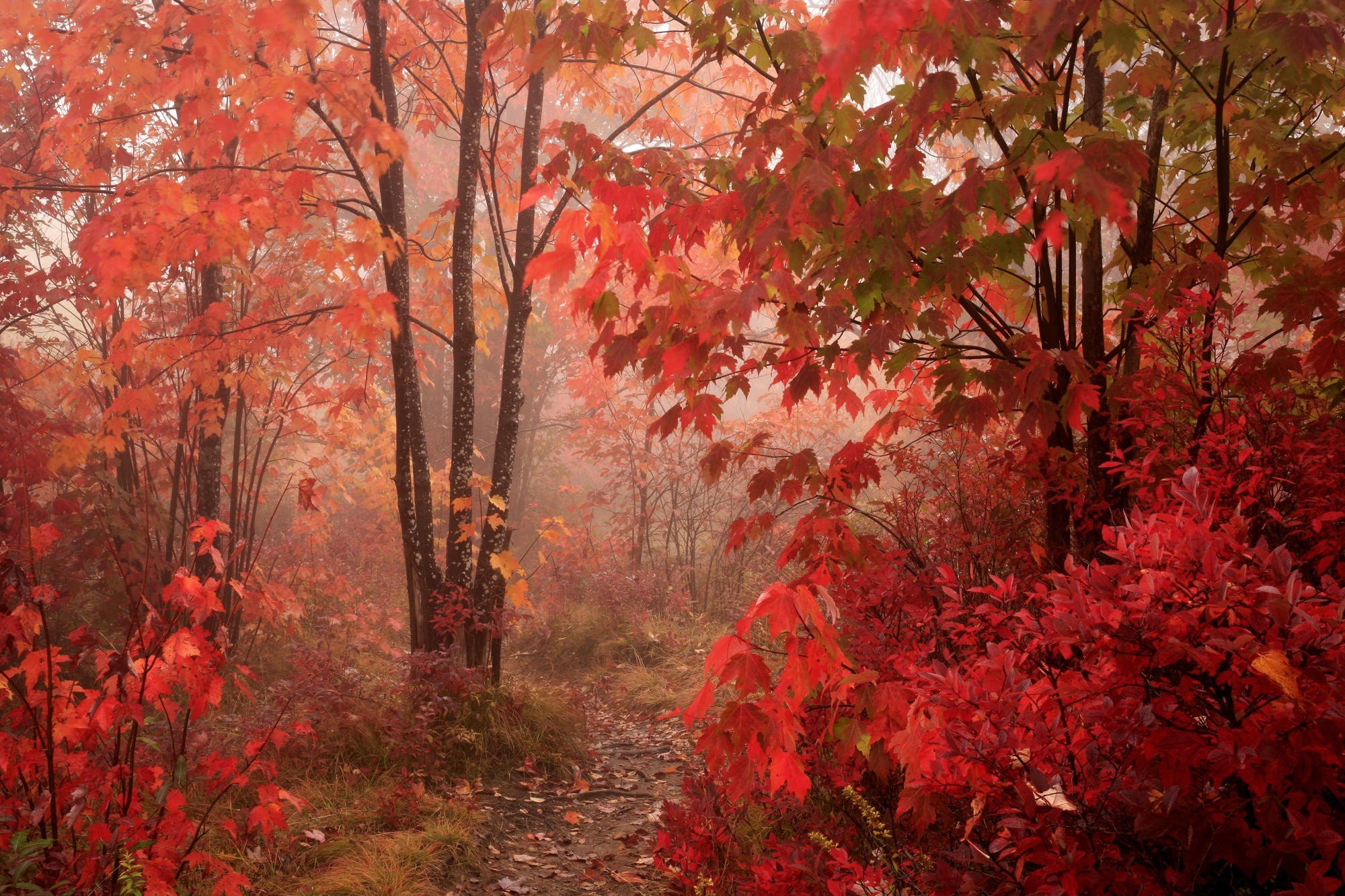 trees, Forest, Red, Foliage Wallpaper