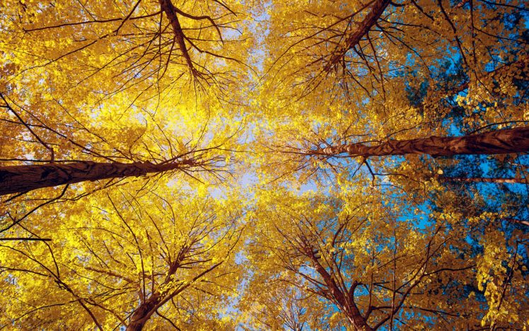 leaves, Foliage HD Wallpaper Desktop Background