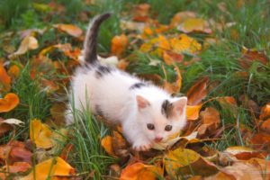 kitten, Grass, Leaves, Autumn, Cute, Grass, Cuddly