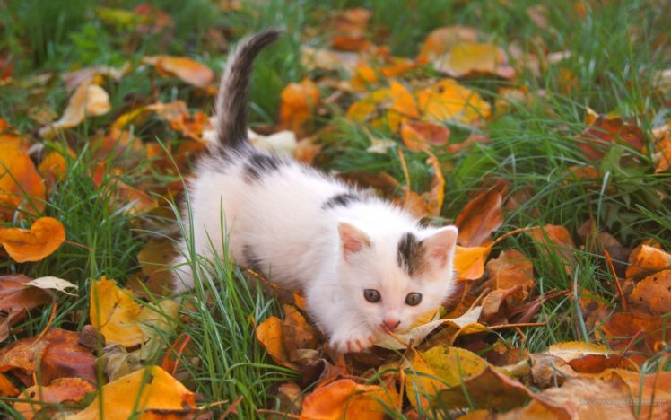 kitten, Grass, Leaves, Autumn, Cute, Grass, Cuddly HD Wallpaper Desktop Background