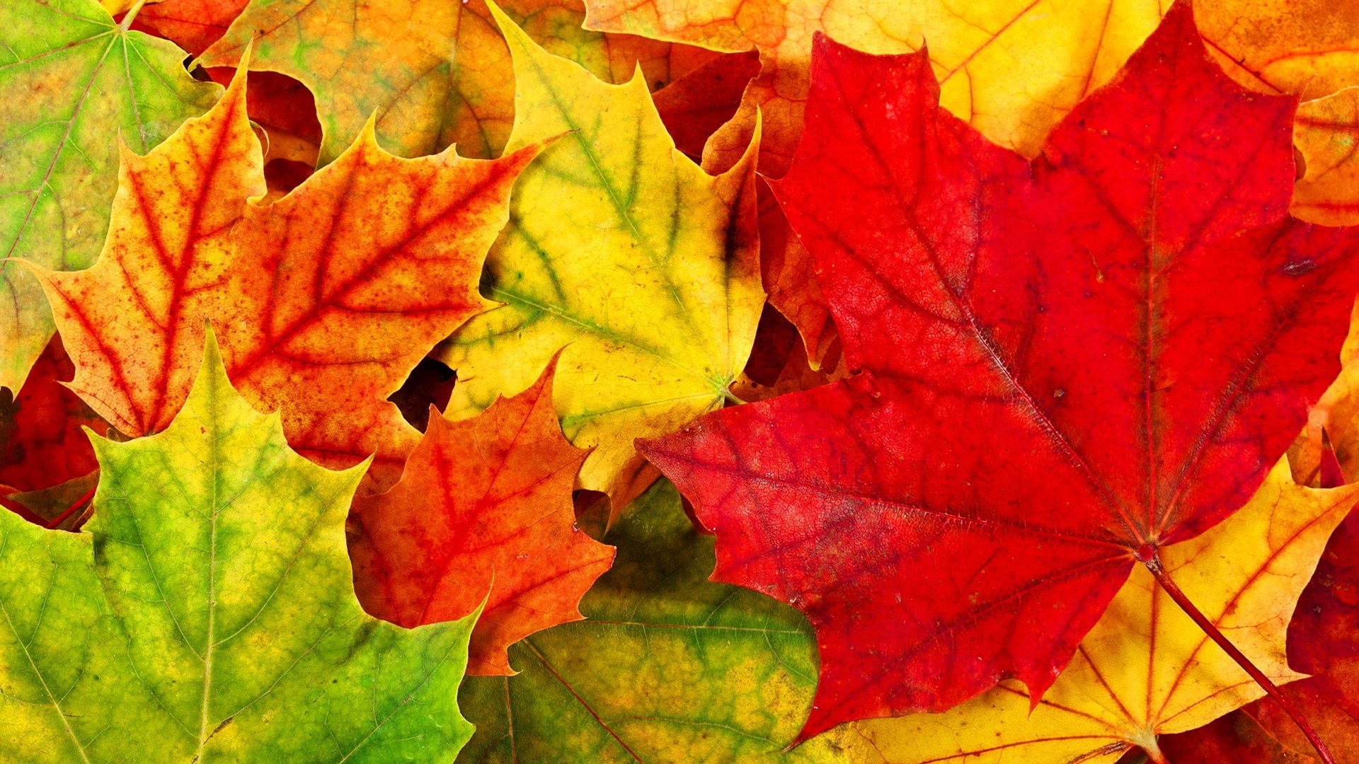 autumn, Foliage Wallpaper