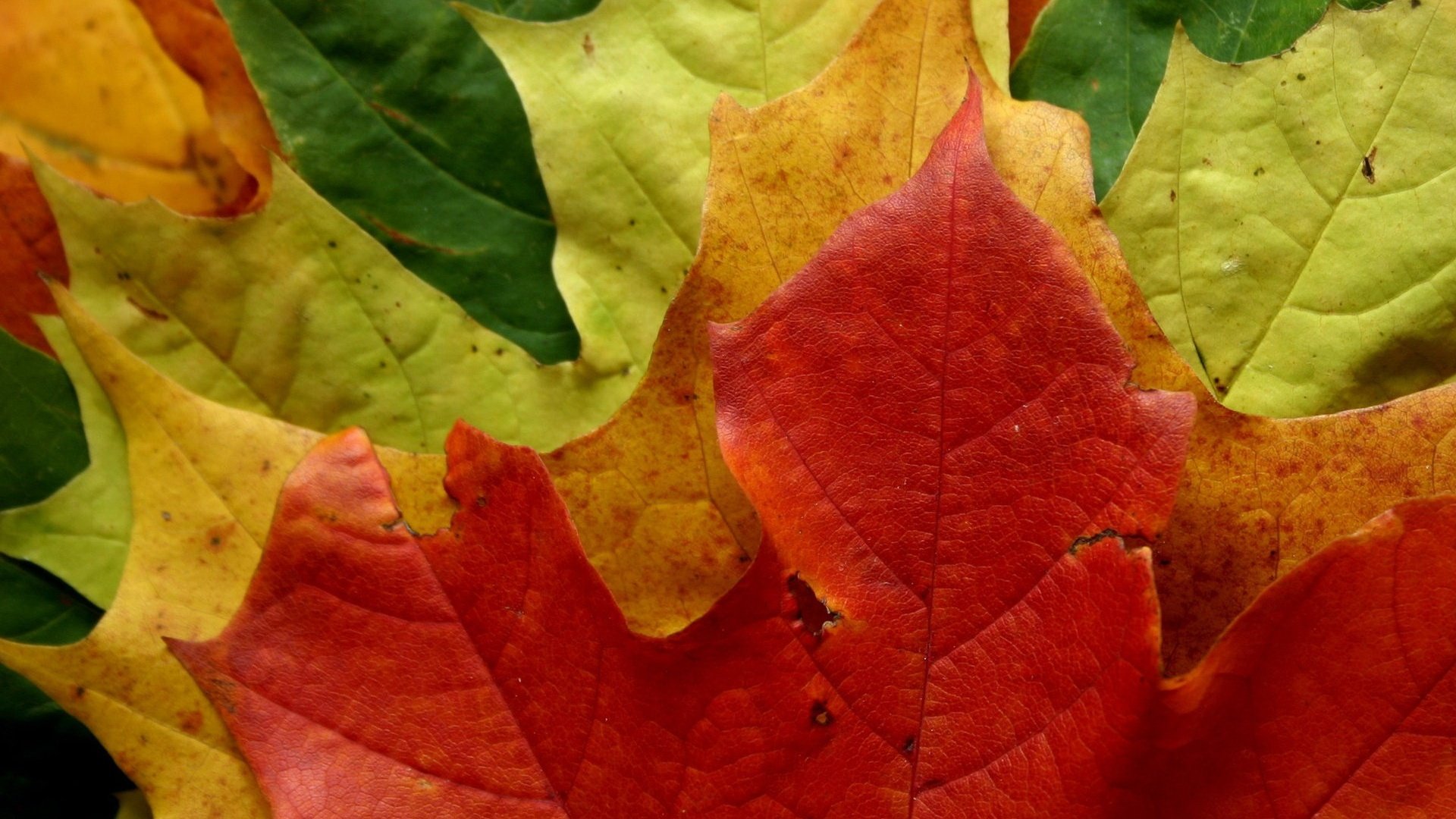 autumn, Foliage Wallpaper