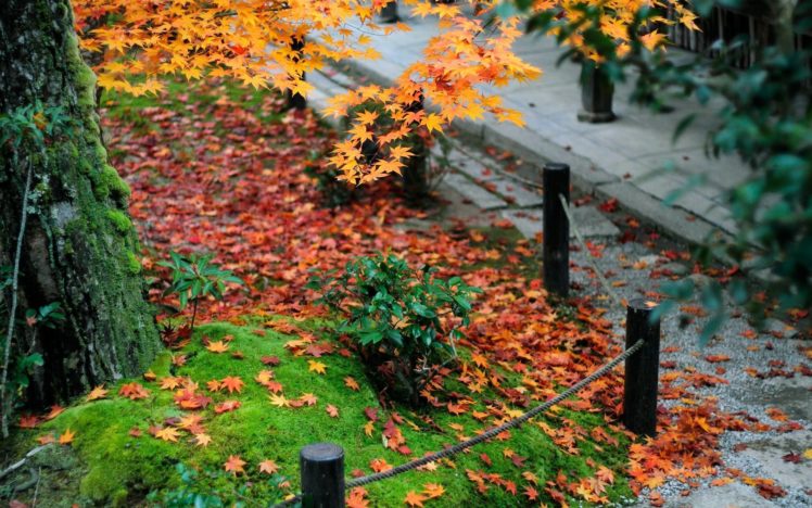 autumn, Trees, Grass, Foliage HD Wallpaper Desktop Background