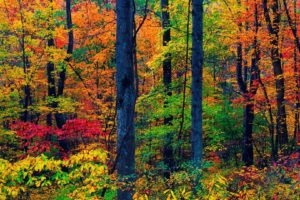 croatia, Autumn, Trees, Foliage, Forest