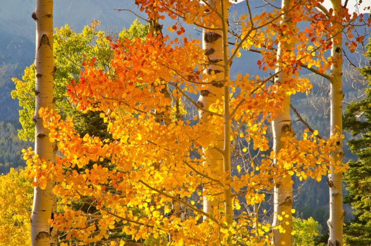 leaves, Golden HD Wallpaper Desktop Background