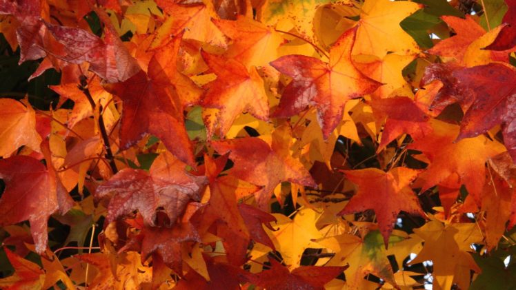 autumn, Golden, Orange, Foliage HD Wallpaper Desktop Background