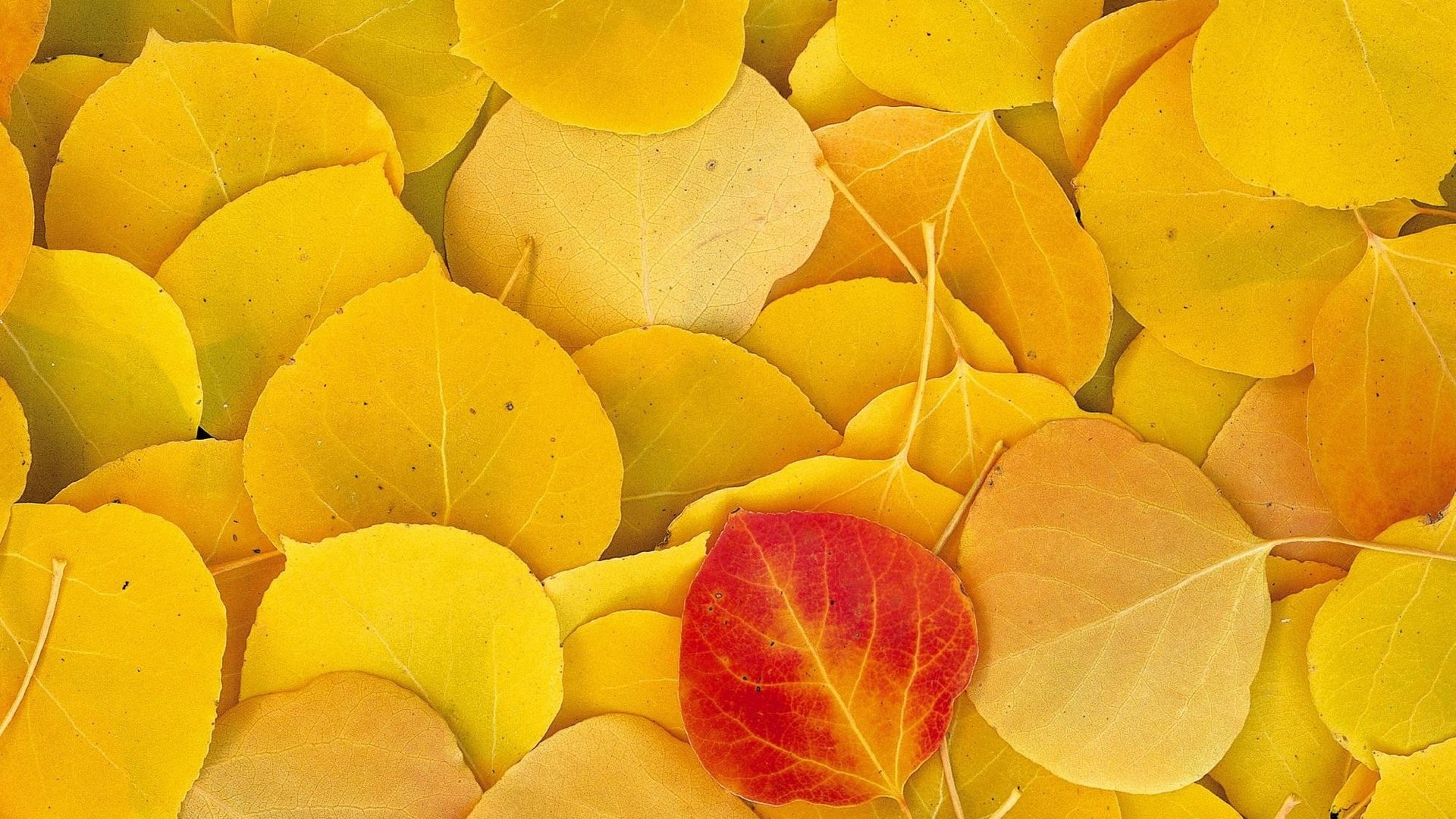 autumn, Golden, Foliage Wallpaper