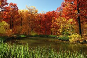 pond, Grass, Trees, Autumn, Foliage, Leaves