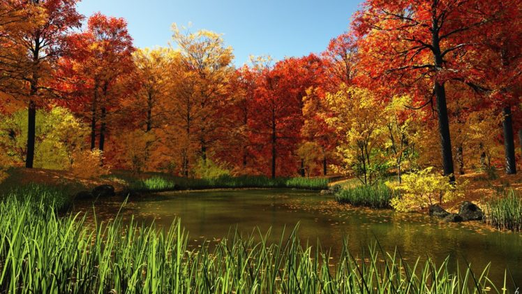pond, Grass, Trees, Autumn, Foliage, Leaves HD Wallpaper Desktop Background