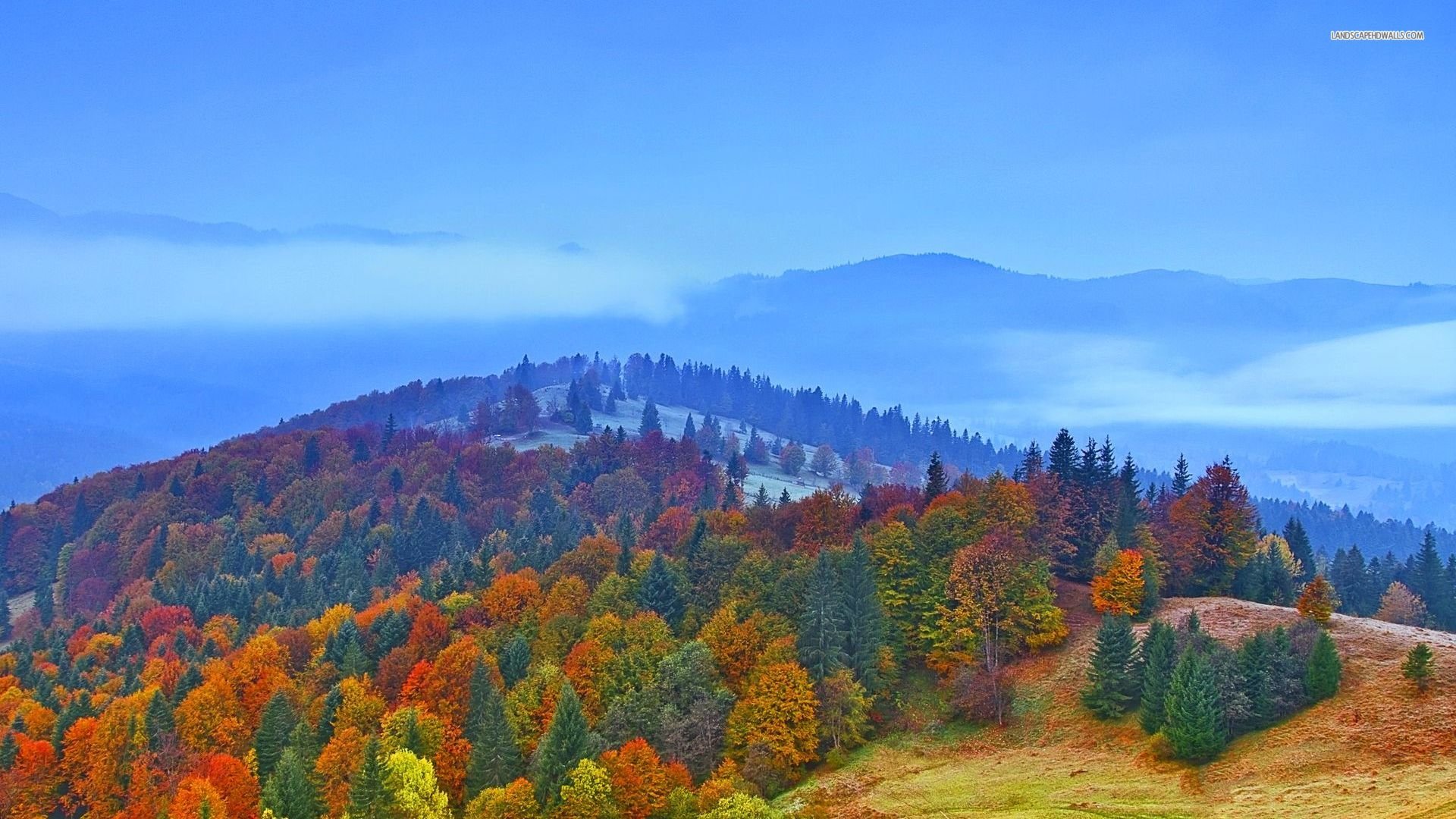 autumn, Foggy, Trees, Foliage, Leaves Wallpaper