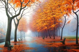 autumn, Fog, Drizzle, Rain, Foliage, Leaves, Trees, Park