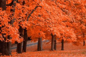 autumn, Foliage, Orange, Selective, Color
