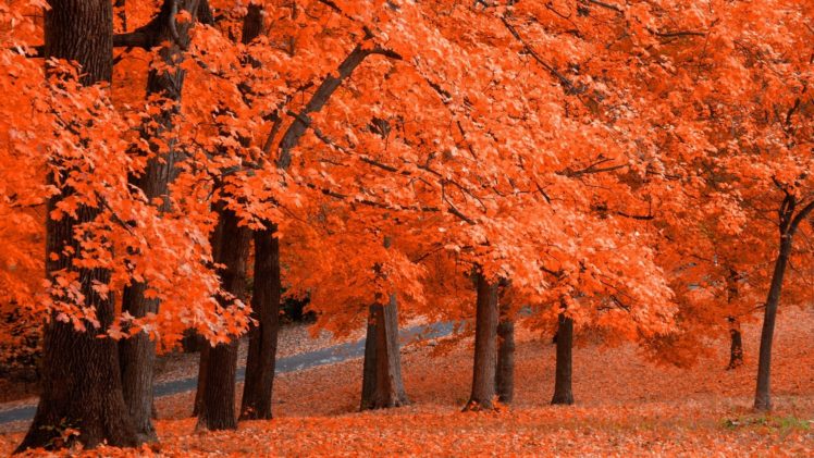 autumn, Foliage, Orange, Selective, Color HD Wallpaper Desktop Background