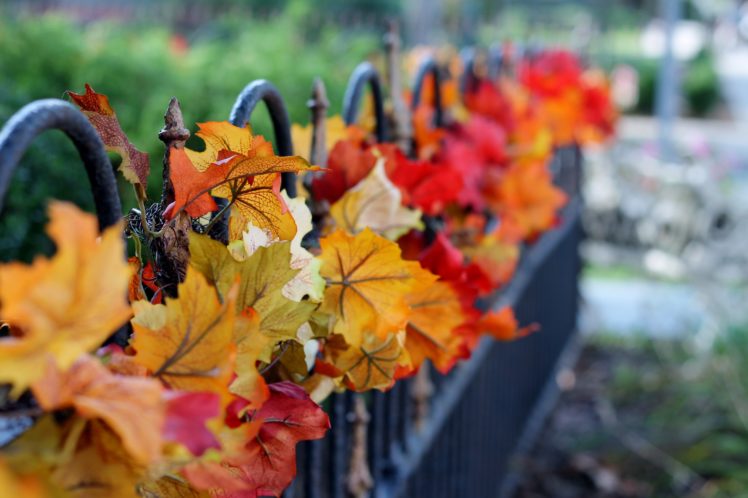 autumn, Foliage, Fence HD Wallpaper Desktop Background