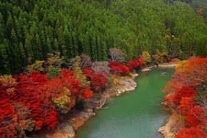 japan, River, Forest, Trees