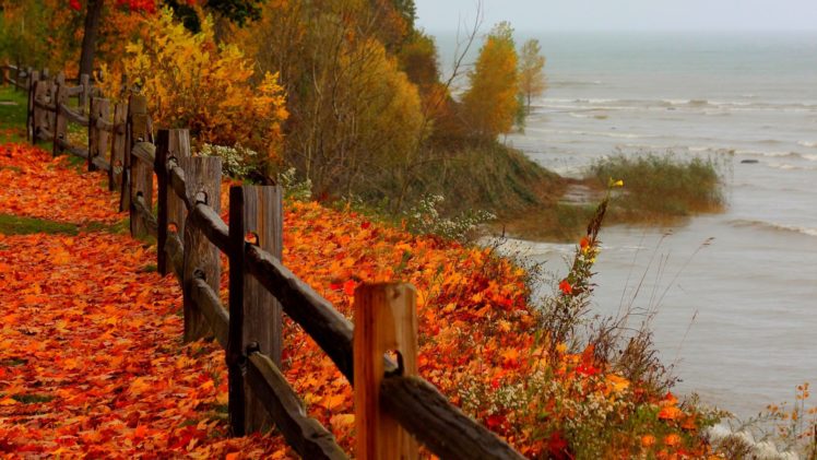 ocean, Leaves, Foliage, Grass HD Wallpaper Desktop Background