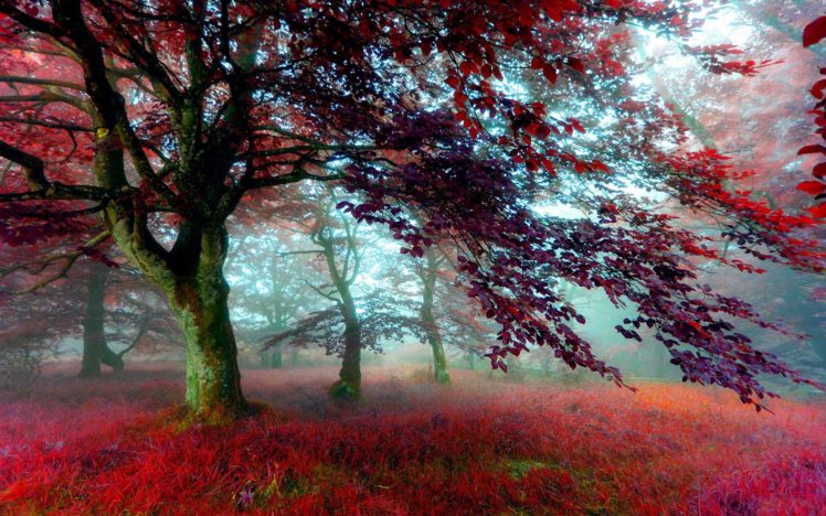 red, Trees, Leaves HD Wallpaper Desktop Background